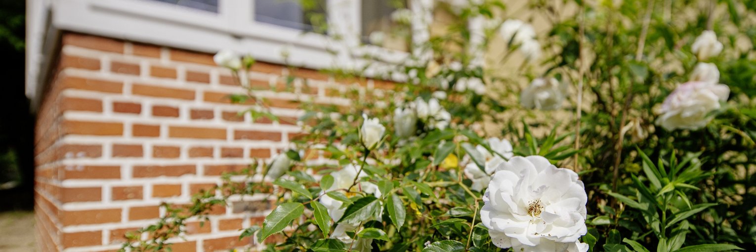 Ein Beet mit weißen Blumen, im Hintergrund ist unscharf der gläserne Wintergarten eines Hauses zu sehen. 